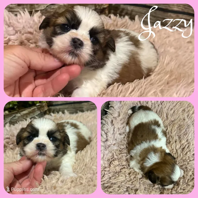 Jazzy – Shih Tzu puppy for sale in Jacksonville, FL