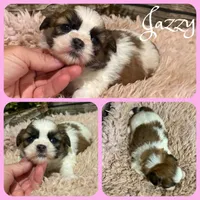 Jazzy, a female Shih Tzu for sale in Jacksonville, FL – 1 of 1