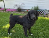 Trigger, a male Golden Retriever for sale in Romulus, NY – 5 of 6