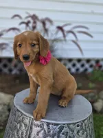 Tracy, a female Golden Retriever for sale in Romulus, NY – 3 of 5