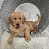 Pete, a male Golden Retriever for sale in Romulus, NY – Photo 1 of 7