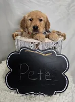 Pete, a male Golden Retriever for sale in Romulus, NY – Photo 7 of 7
