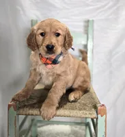 Pete, a male Golden Retriever for sale in Romulus, NY – Photo 6 of 7