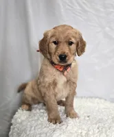 Pete, a male Golden Retriever for sale in Romulus, NY – Photo 3 of 7