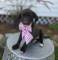 Becka, a female Golden Retriever for sale in Romulus, NY – 1 of 5