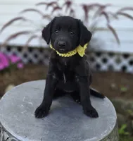 Brittany, a female Golden Retriever for sale in Romulus, NY – 2 of 6