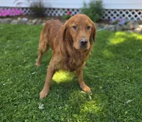 Connor, a male Golden Retriever for sale in Romulus, NY – 3 of 6