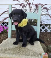 Brittany, a female Golden Retriever for sale in Romulus, NY – 6 of 6