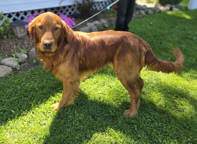 Connor – Golden Retriever puppy for sale in Romulus, NY