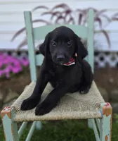 Barney, a male Golden Retriever for sale in Romulus, NY – 5 of 6
