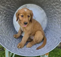 Tracy, a female Golden Retriever for sale in Romulus, NY – 2 of 5