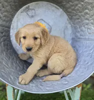 Tammy, a female Golden Retriever for sale in Romulus, NY – 6 of 6