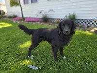 Trigger, a male Golden Retriever for sale in Romulus, NY – 6 of 6