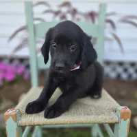 Barney, a male Golden Retriever for sale in Romulus, NY – 6 of 6
