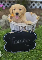 Tammy, a female Golden Retriever for sale in Romulus, NY – 2 of 6