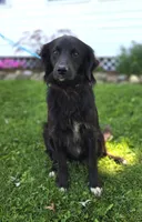 Trigger, a male Golden Retriever for sale in Romulus, NY – 3 of 6