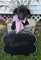 Becka, a female Golden Retriever for sale in Romulus, NY – 4 of 5