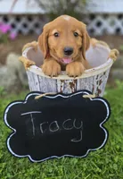 Tracy, a female Golden Retriever for sale in Romulus, NY – 5 of 5