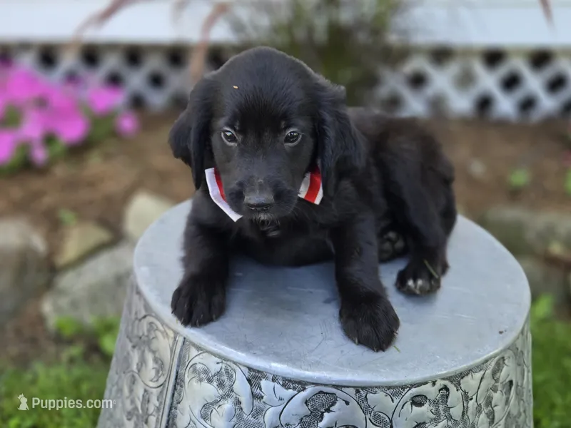 Barney – Golden Retriever puppy for sale in Romulus, NY