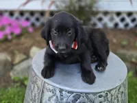 Barney, a male Golden Retriever for sale in Romulus, NY – 1 of 6
