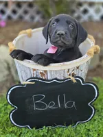 Bella, a female Golden Retriever for sale in Romulus, NY – 2 of 5