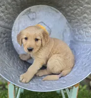 Tammy, a female Golden Retriever for sale in Romulus, NY – 3 of 6