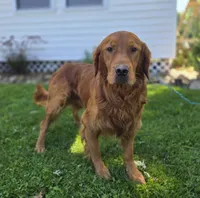 Connor, a male Golden Retriever for sale in Romulus, NY – 4 of 6
