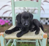Bingo, a male Golden Retriever for sale in Romulus, NY – 3 of 4