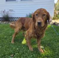 Connor, a male Golden Retriever for sale in Romulus, NY – 6 of 6