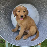 Tracy, a female Golden Retriever for sale in Romulus, NY – 4 of 5