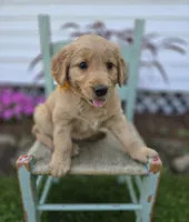 Tammy, a female Golden Retriever for sale in Romulus, NY – 5 of 6