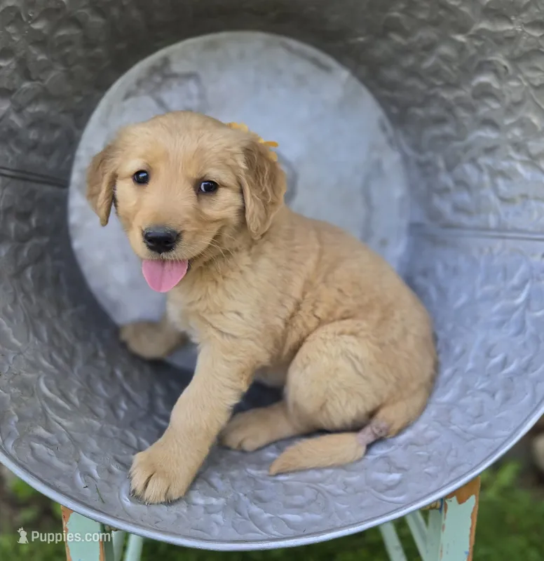 Tammy – Golden Retriever puppy for sale in Romulus, NY