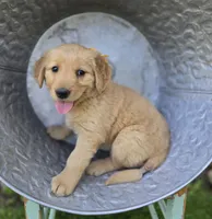 Tammy, a female Golden Retriever for sale in Romulus, NY – 1 of 6