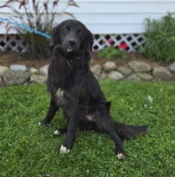 Trigger, a male Golden Retriever for sale in Romulus, NY – 2 of 6