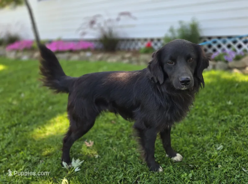 Trigger – Golden Retriever puppy for sale in Romulus, NY