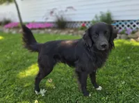 Trigger, a male Golden Retriever for sale in Romulus, NY – 1 of 6