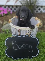 Barney, a male Golden Retriever for sale in Romulus, NY – 4 of 6
