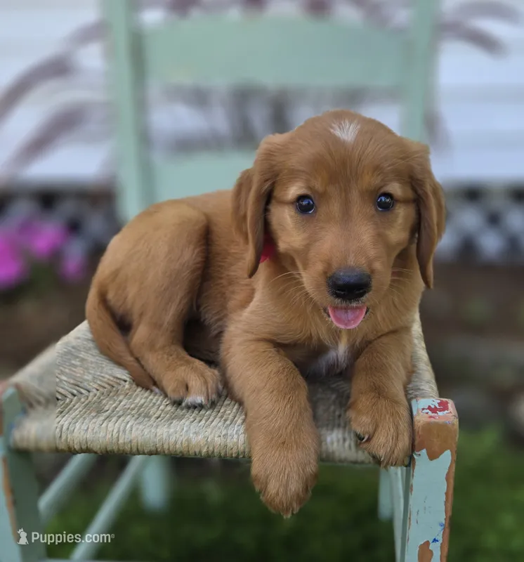 Tracy – Golden Retriever puppy for sale in Romulus, NY