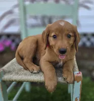 Tracy, a female Golden Retriever for sale in Romulus, NY – 1 of 5
