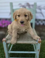 Tammy, a female Golden Retriever for sale in Romulus, NY – 4 of 6