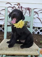 Brittany, a female Golden Retriever for sale in Romulus, NY – 4 of 6