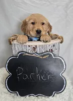 Parker, a male Golden Retriever for sale in Romulus, NY – Photo 4 of 7