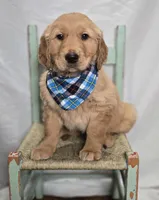 Parker, a male Golden Retriever for sale in Romulus, NY – Photo 3 of 7