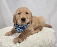 Parker, a male Golden Retriever for sale in Romulus, NY – Photo 7 of 7