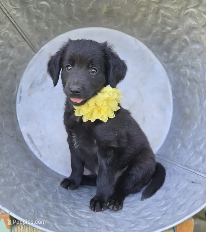Brittany – Golden Retriever puppy for sale in Romulus, NY