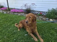 Connor, a male Golden Retriever for sale in Romulus, NY – 2 of 6