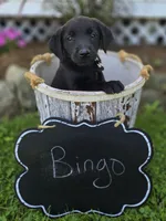 Bingo, a male Golden Retriever for sale in Romulus, NY – 2 of 4