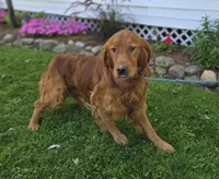 Connor, a male Golden Retriever for sale in Romulus, NY – 5 of 6