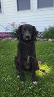 Trigger, a male Golden Retriever for sale in Romulus, NY – 4 of 6