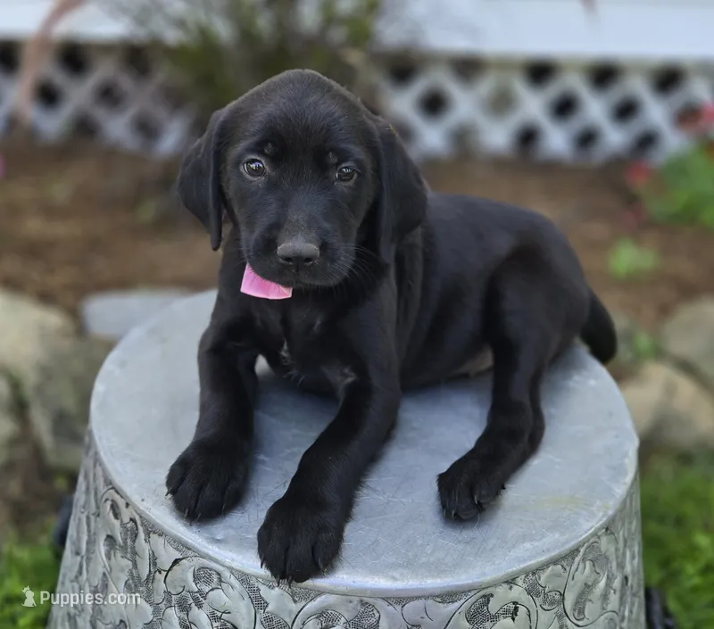 Bella – Golden Retriever puppy for sale in Romulus, NY